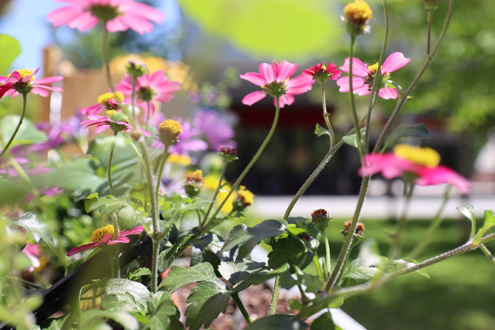 Aufbauarbeiten Urban Gardening