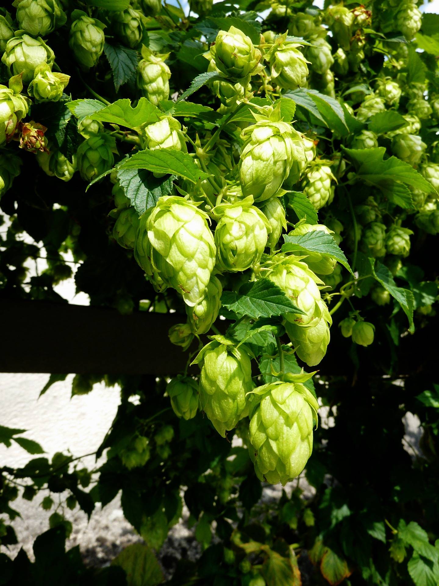 Hopfen