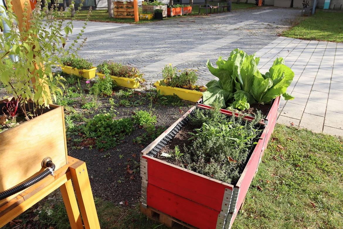 Im Urban Gardening an der Hochschule Augsburg: Am 26.10.2021 wire der letzte Salat vor der Winterpause geerntet. © Felix Gediga 