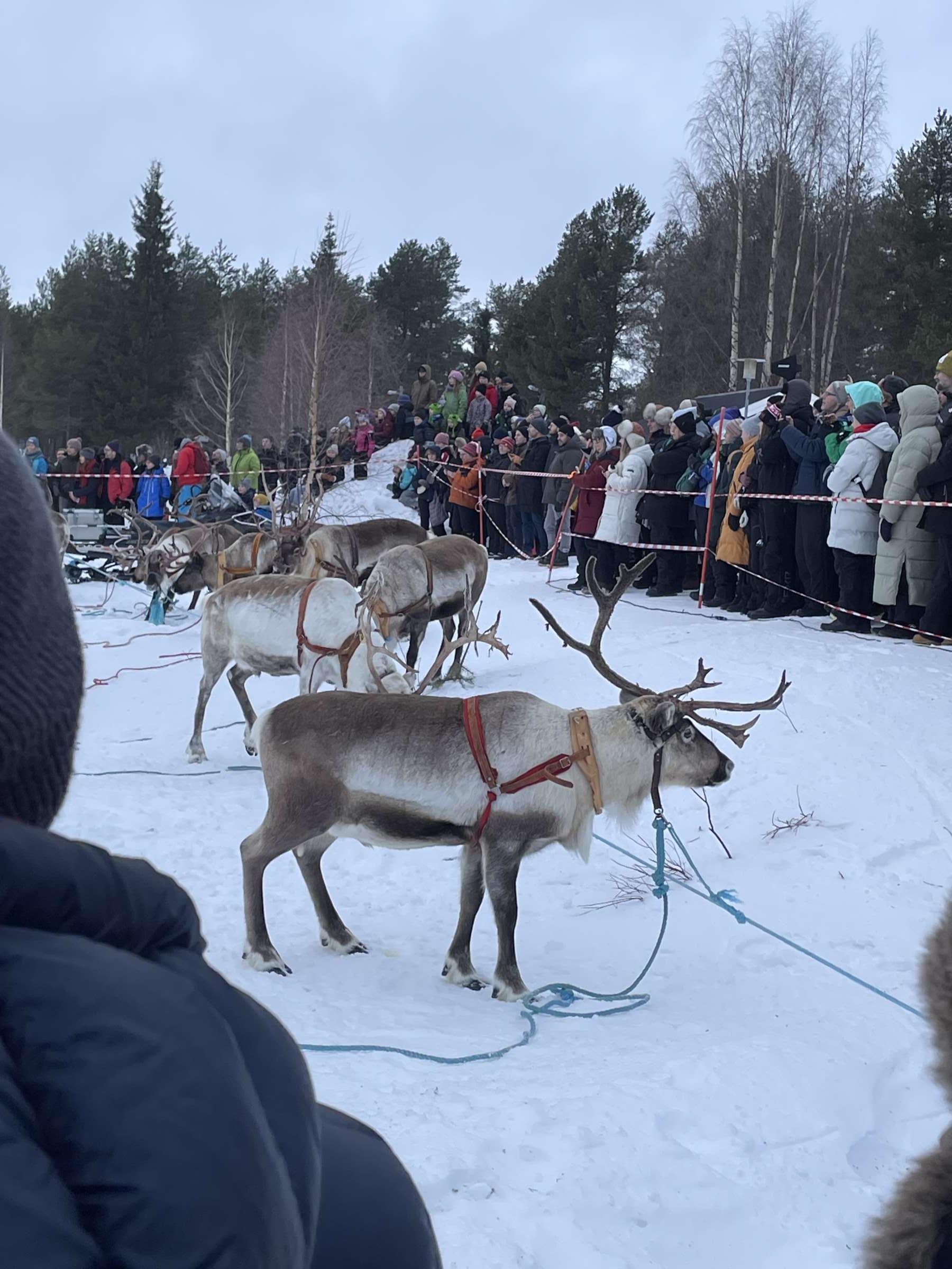 Rentiere in Jokkmokk