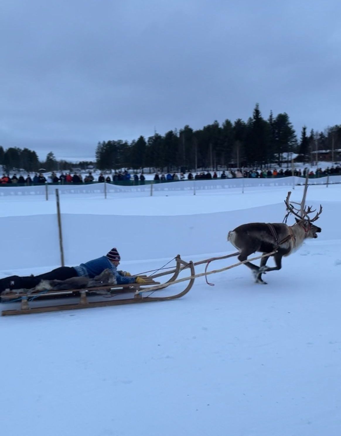 Rentierrennen Jokkmokk