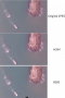 comparison.png