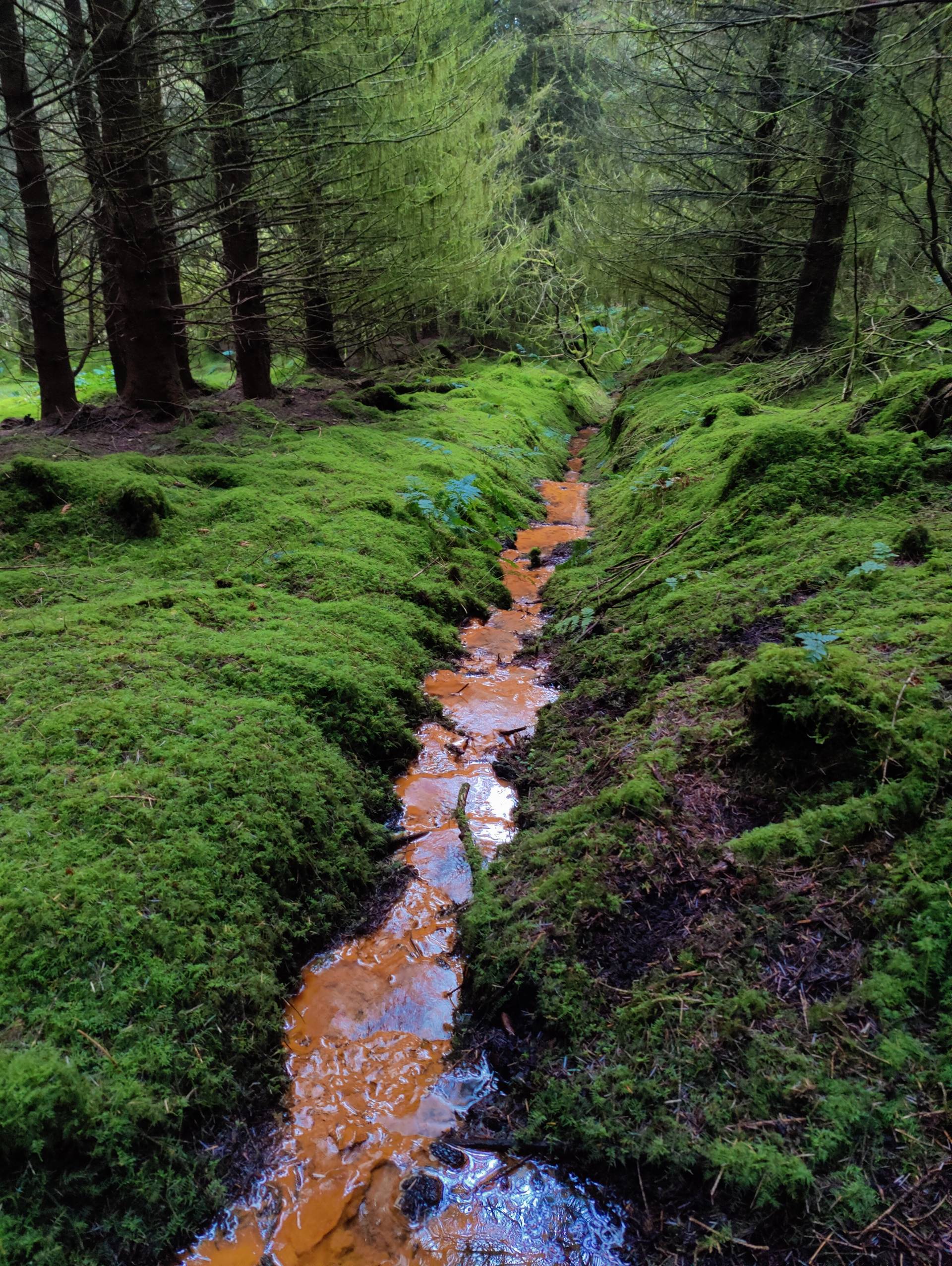 Rostrevor Forest Park
