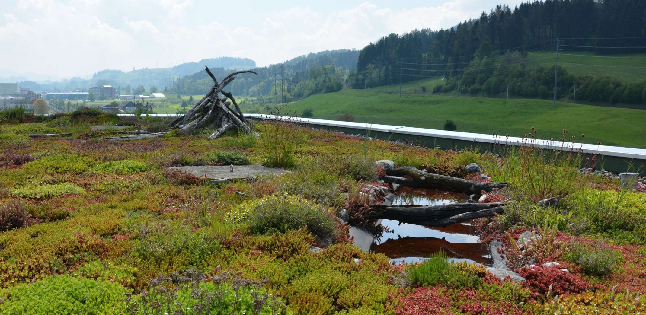 Das Biotopdach als Schwamm (Abb.: Bauder)