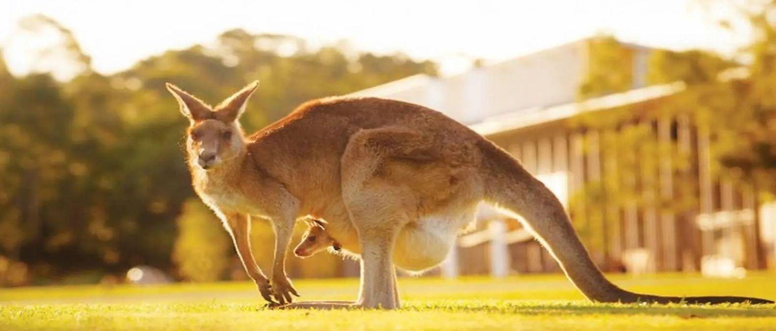 Kanguru auf dem USC Campus