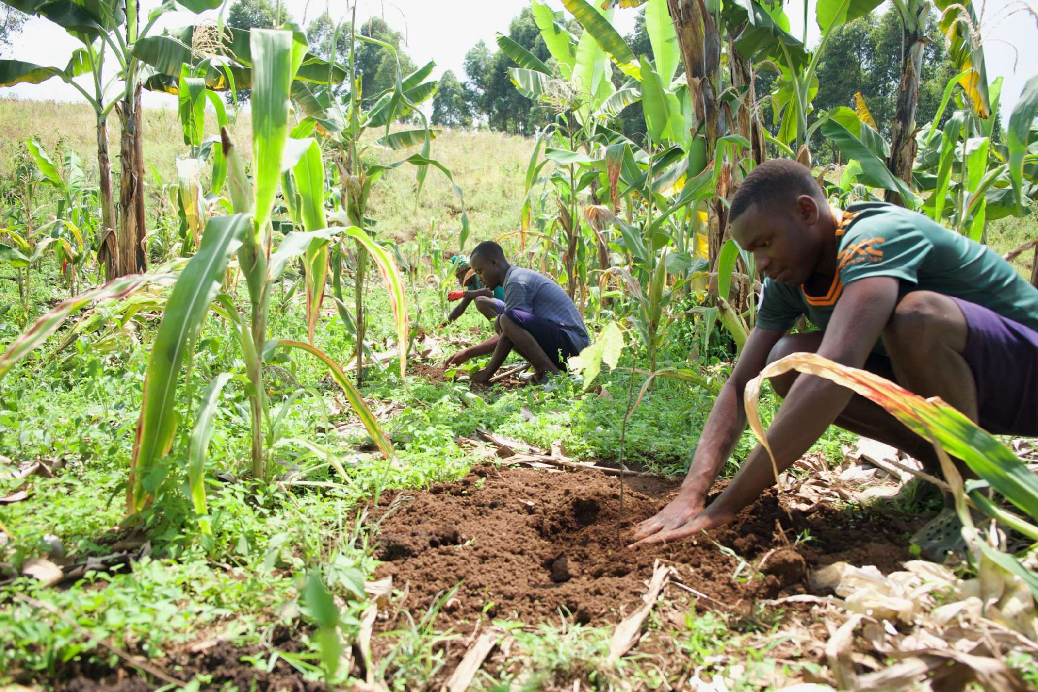 Menschen pflanzen an