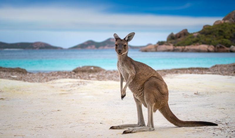 Kanguru am australlischen Strand