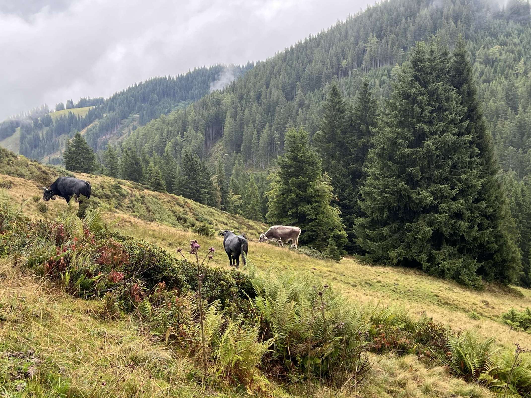 Rund um die Otto-Schwegler-Hütte